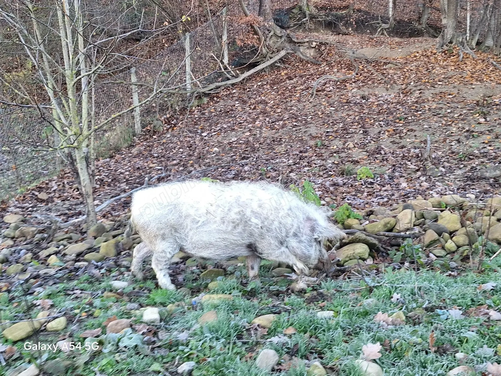 Porc mangalița cca 170kg