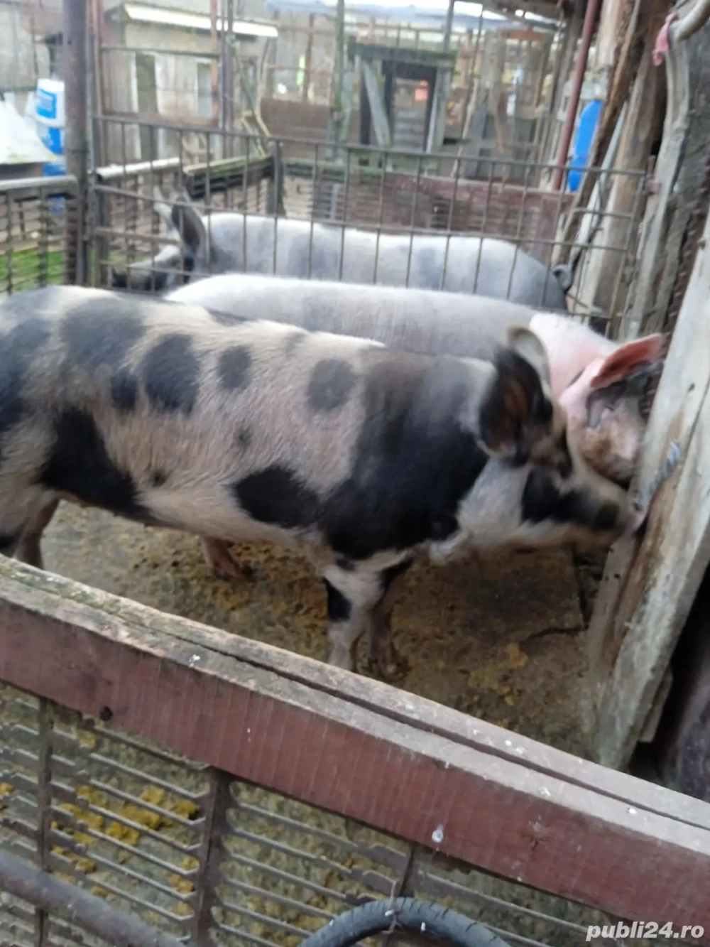 vand porc in jur la 145 kg