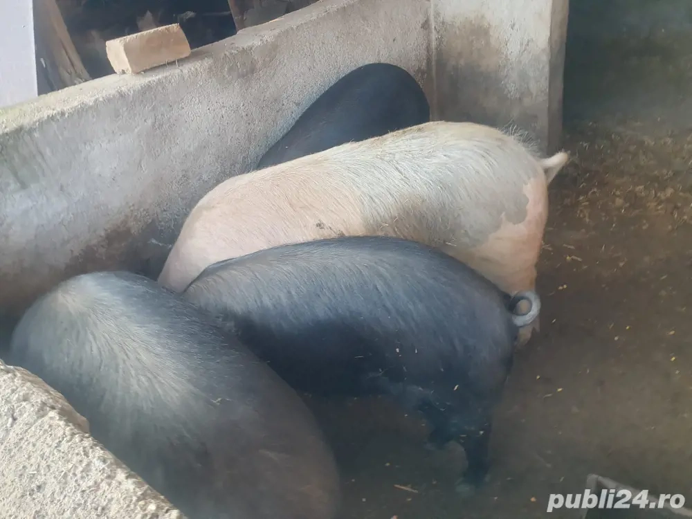 vand Porci de Craciun 