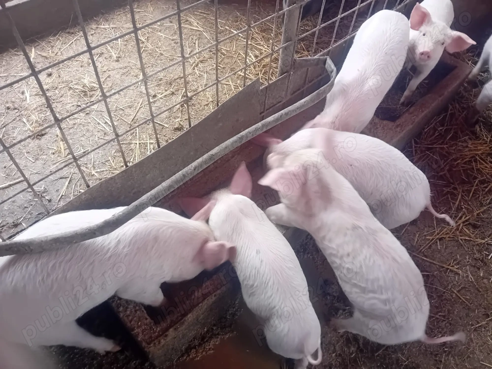 Purcei de vânzare   15 buc., 9 săptămâni.