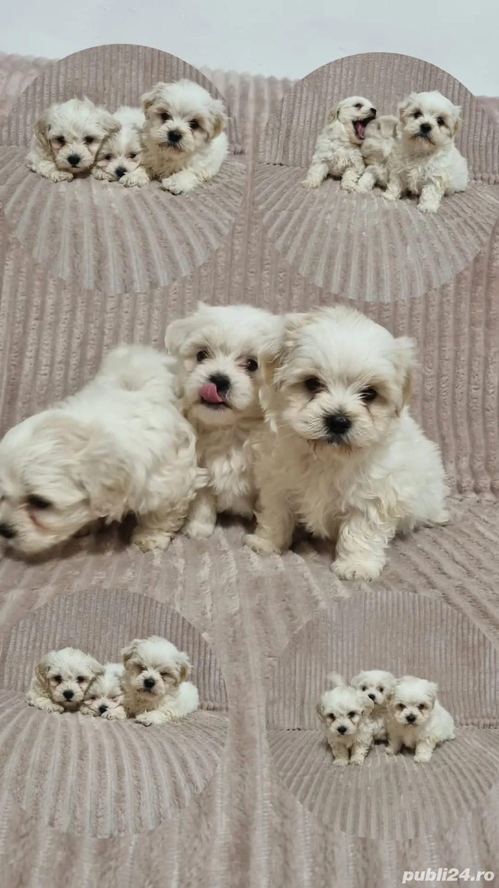 catelușii bichon maltez 