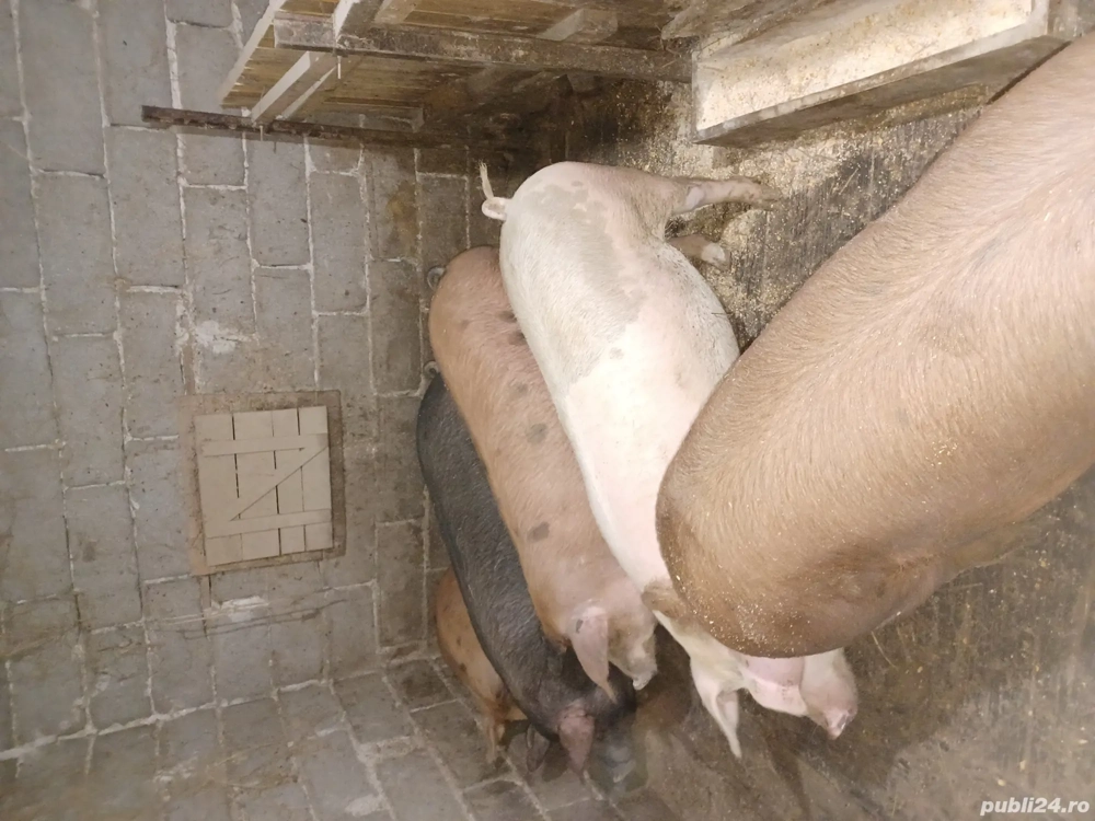 Porci de vânzare 