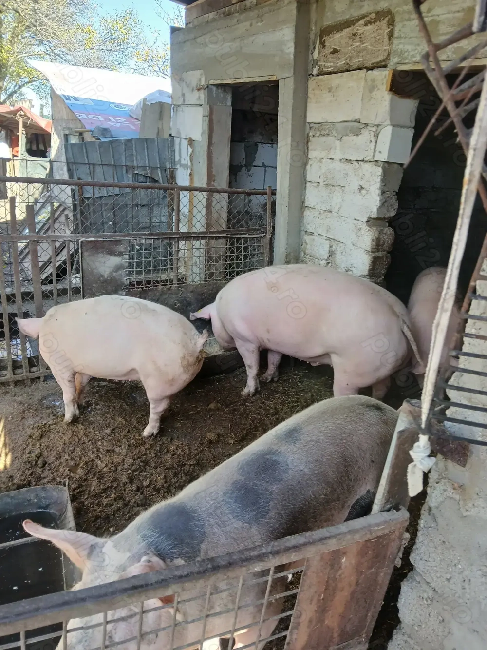 Porci de vînzare 
