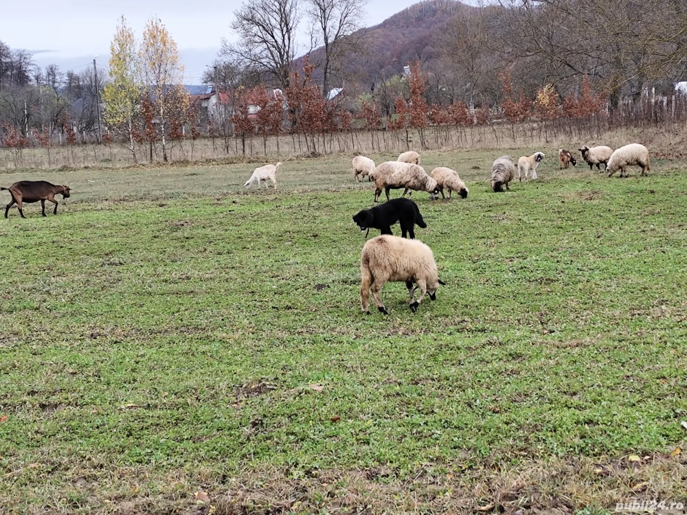  Ciobanesc corb ,cățelușa de 7 luni 