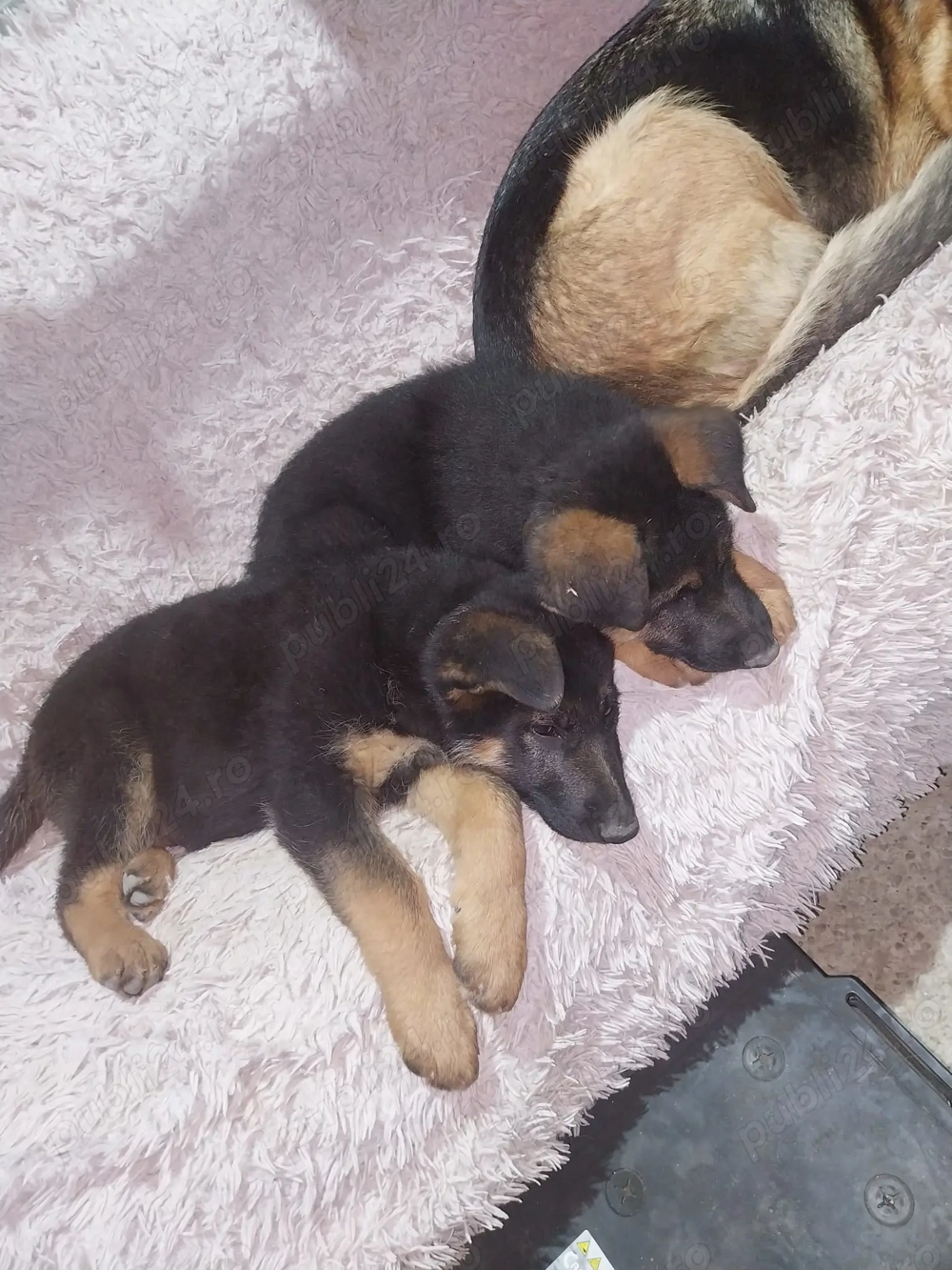 Vand puiut mascul ciobanesc german