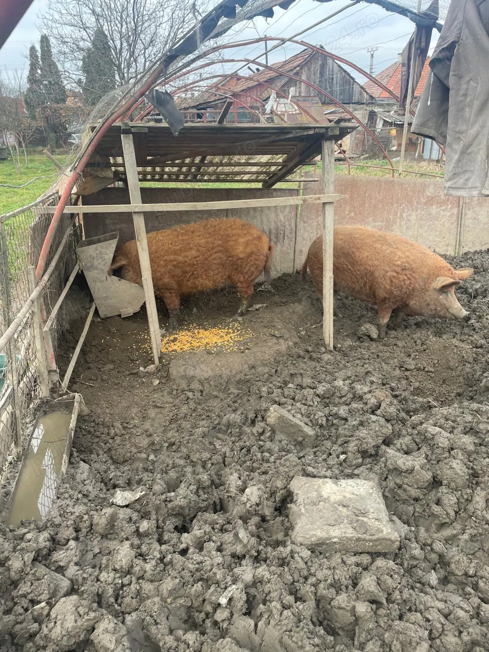 Porc Mangaliță de vânzare 