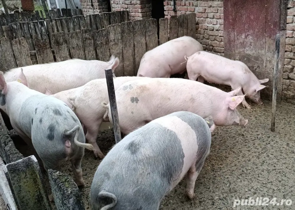 Vând porci 100-150 kg