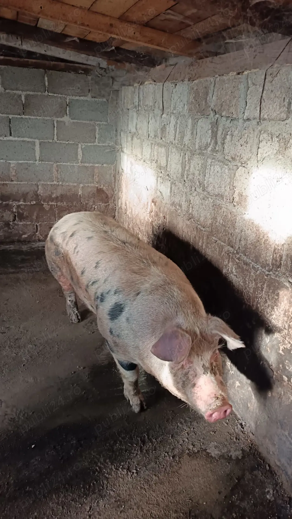 Purcea crescută natural 200 kg