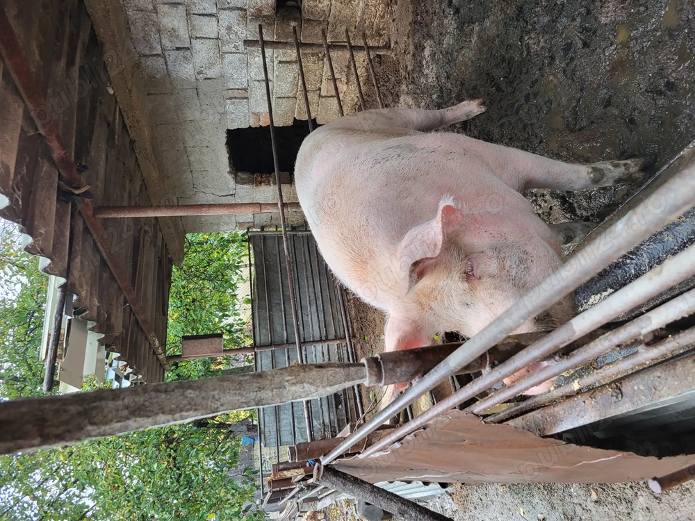 Porc de vânzare preț 2900 lei negociabil 