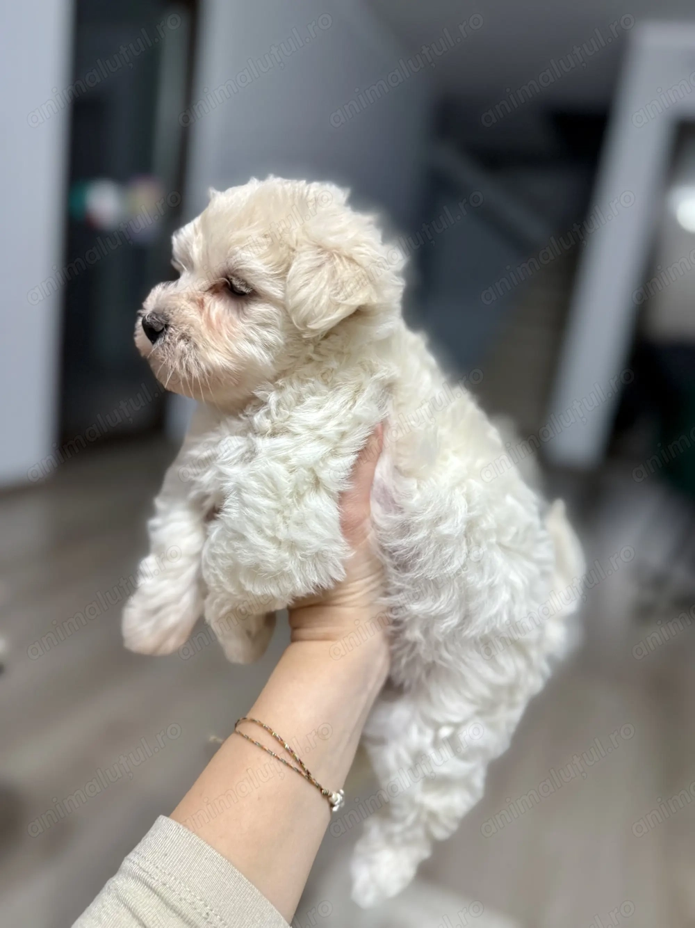 Vând pui de bichon maltez 