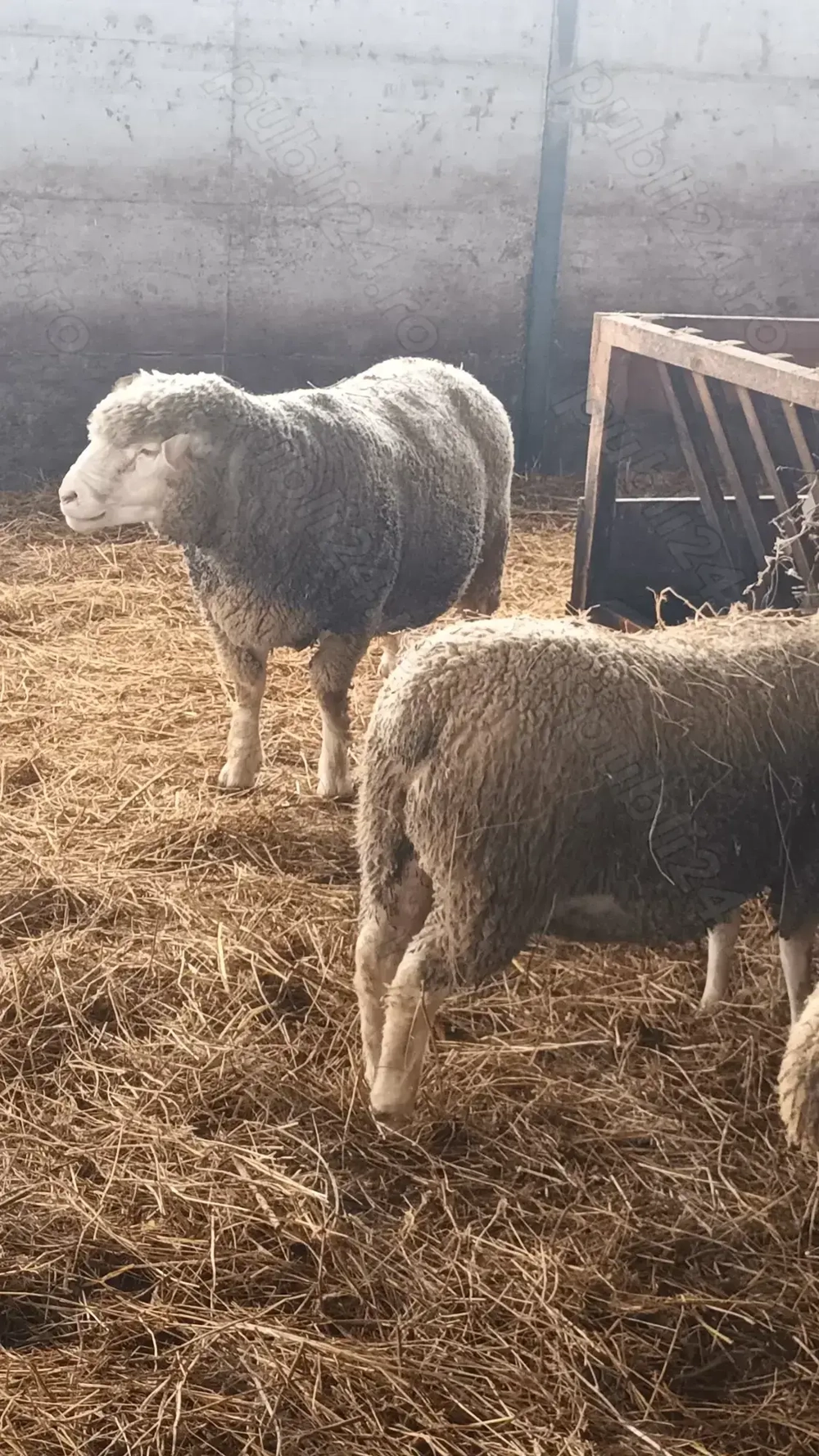 Oi de rasa ile de France