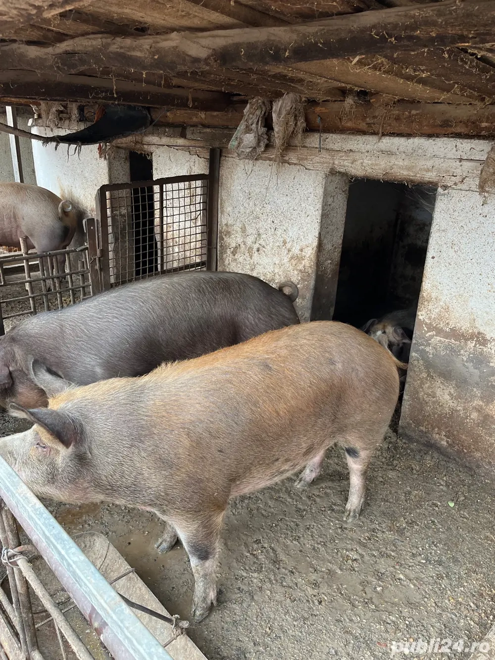 vand porci grasi duroc cu petran