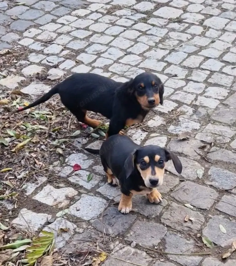 Schimb pereche Teckel cu păr semilung.