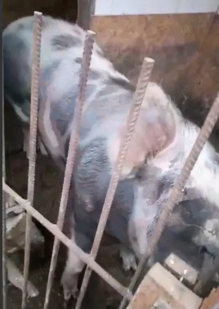 Porci pentru sacrificat