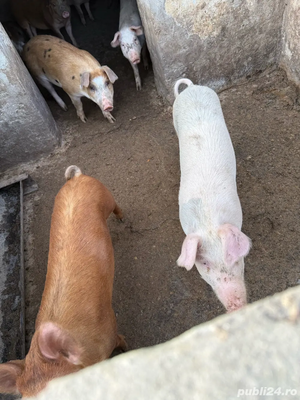 vand porci la 3 luni