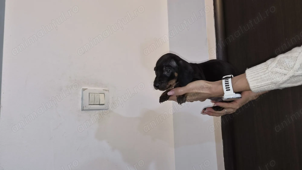 Tekel pui 7 sapramani