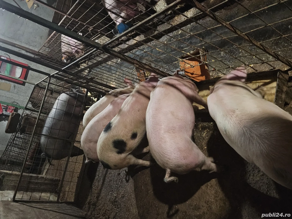 Vand porci 