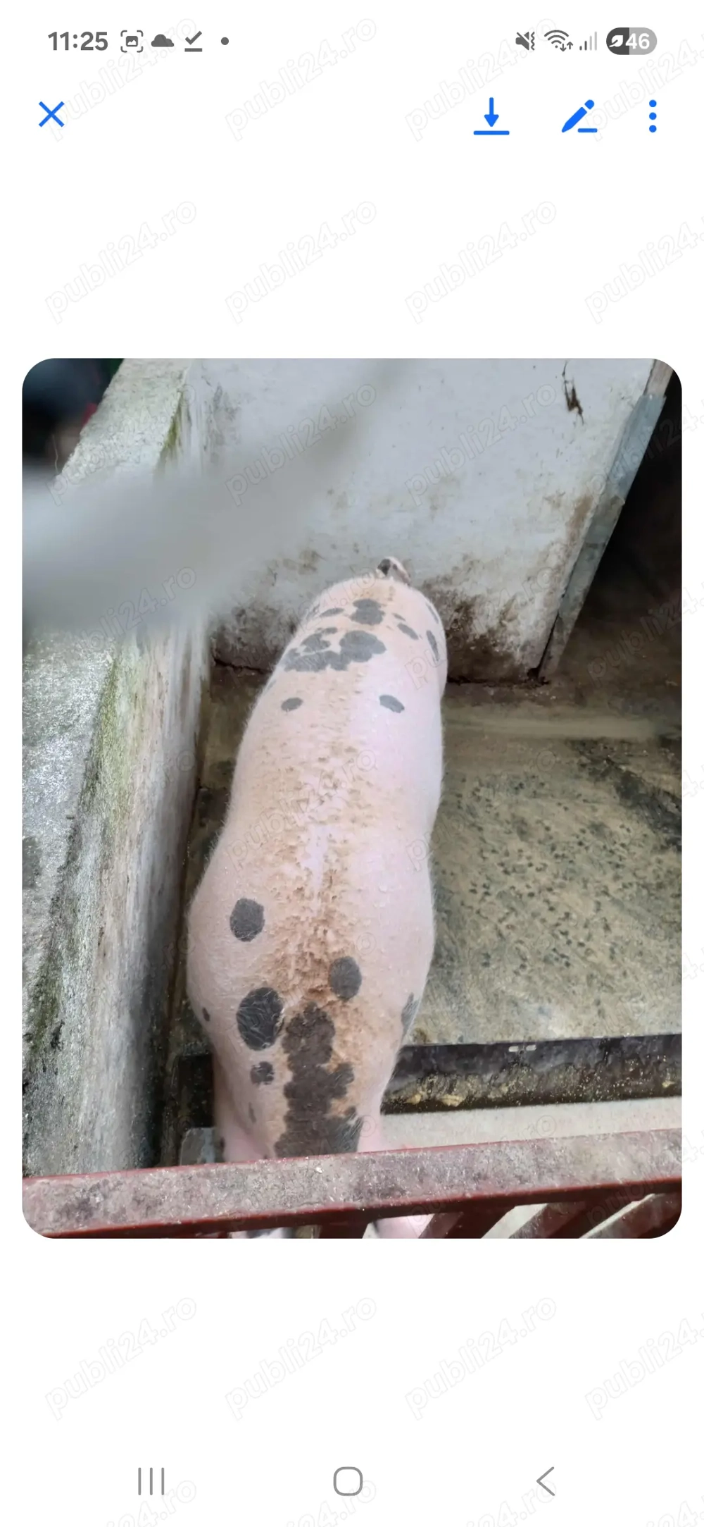 Vand porc in localitatea Decebal aprox 120 kg