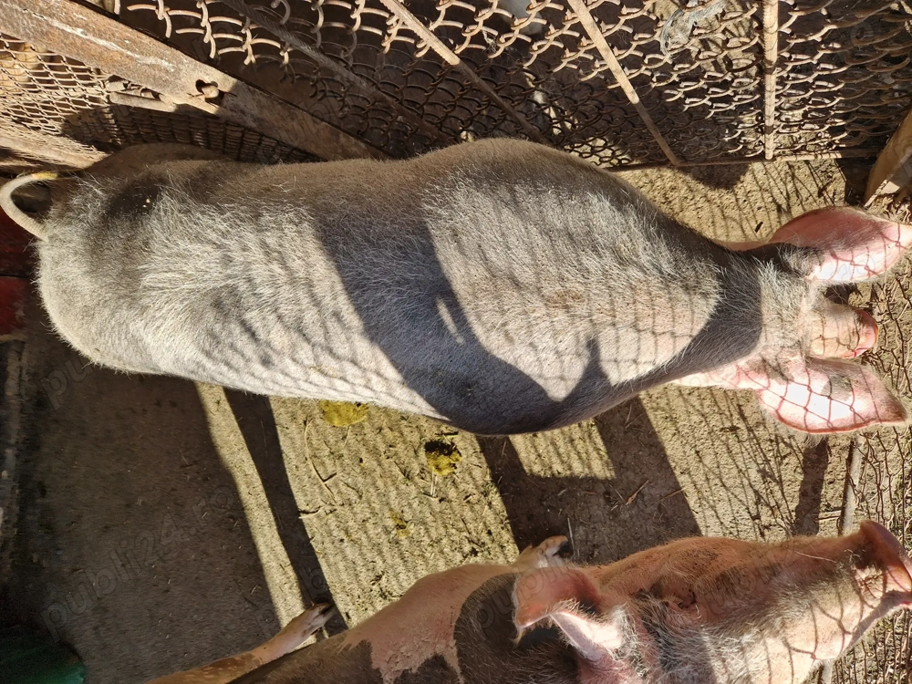 Vând scroafa de carne, crescuta natural. Relații la telefon  . 