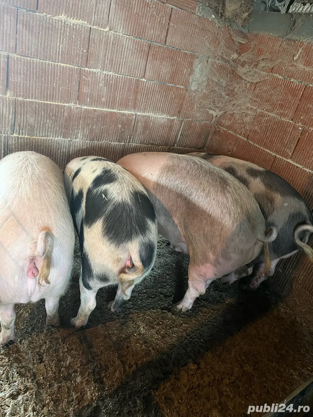 Porcii De Vânzare 