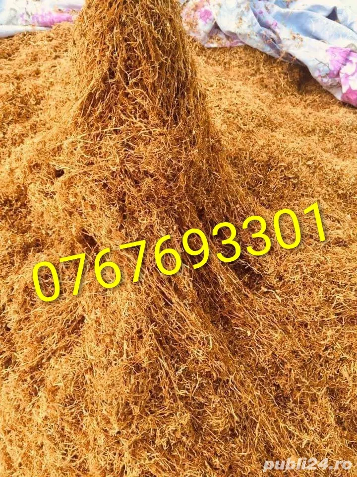 Firicel belgia 0.1 galben