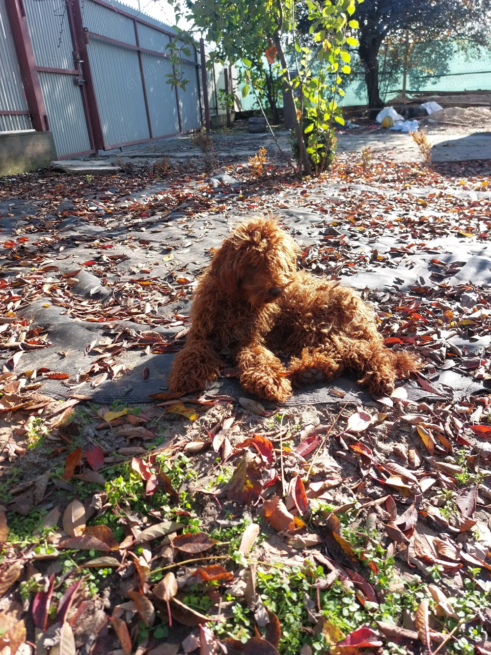 Vând cățelul Pudel             