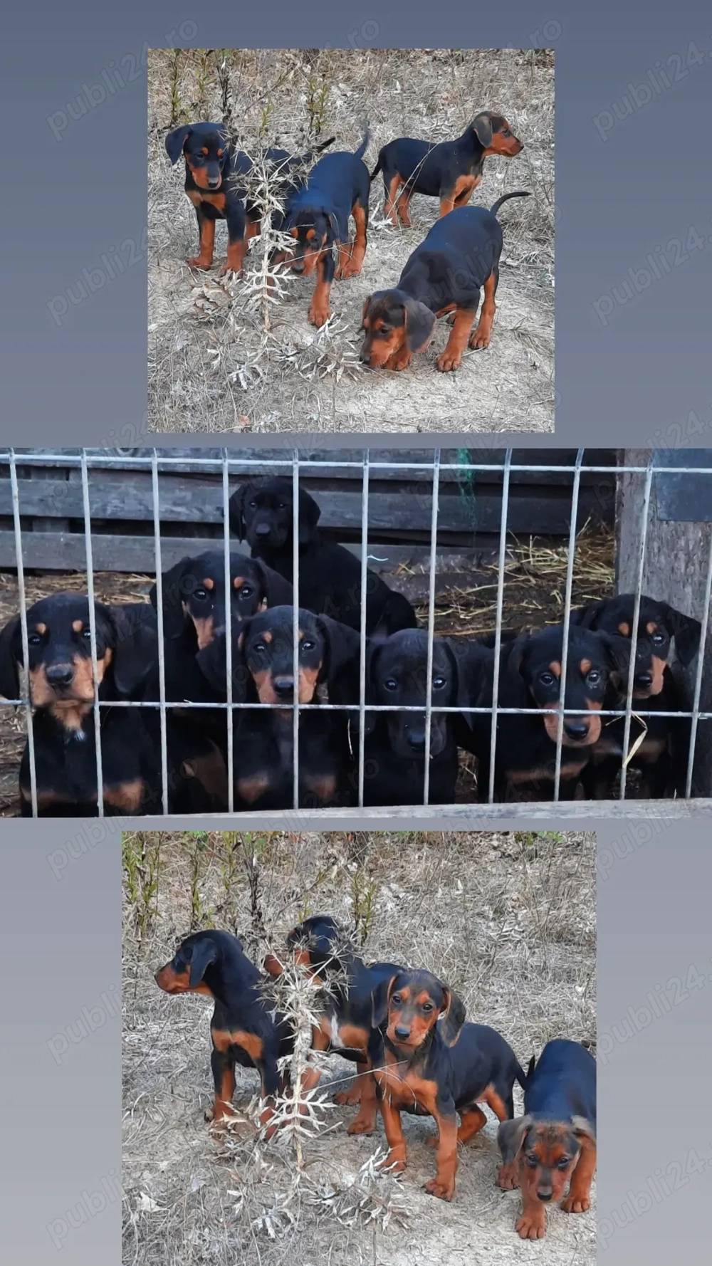 Catei de vanatoare copoi ardelenesc