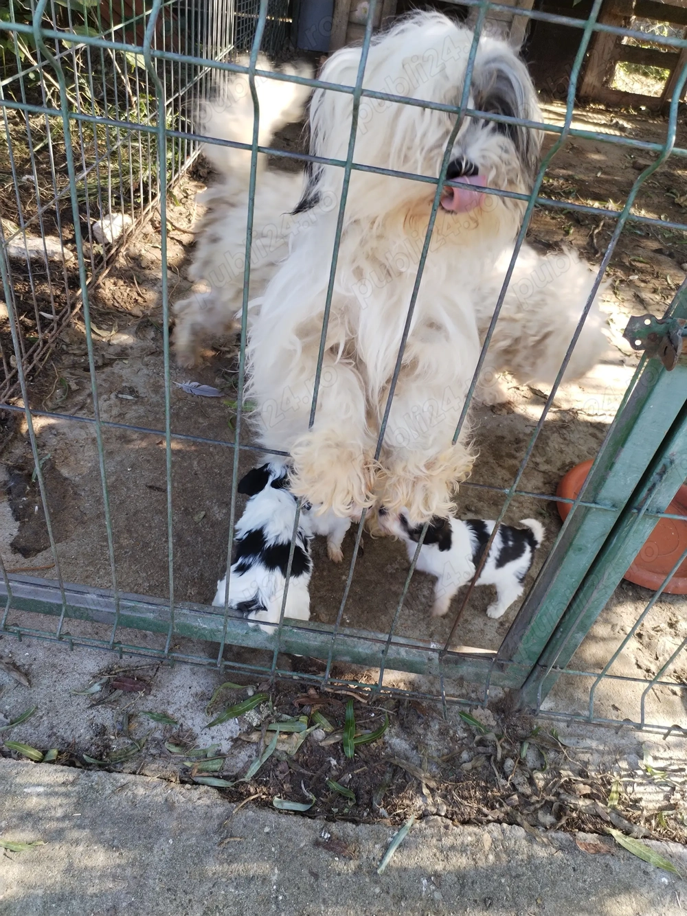 Bischon de 2 luni talie mica