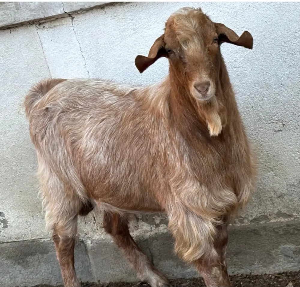 Țăpisor frumos și cuminte