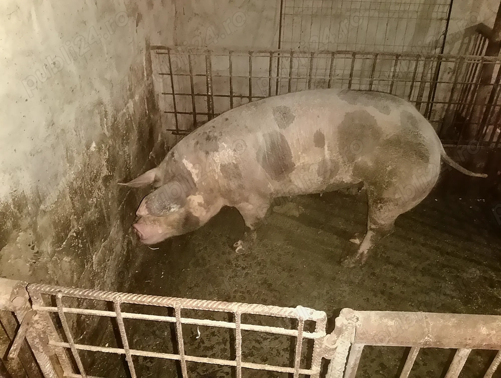 Vând purcea pietrean 