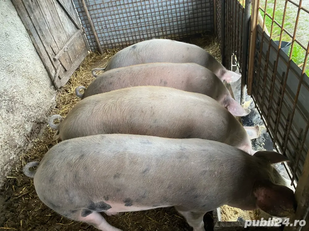 vand porci 80-100 kg durok 