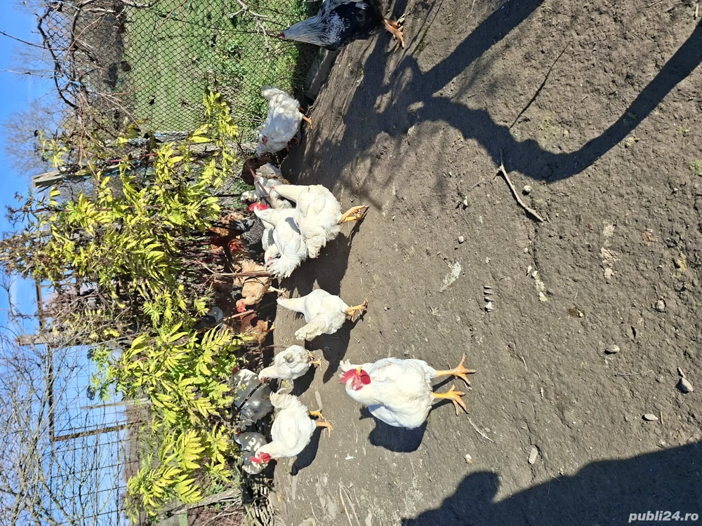 pui de casa taiati sau la viata