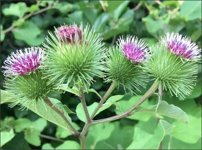 1 kg frunze brusture verzi proaspete - oferta unica de vara - planta neinflorita