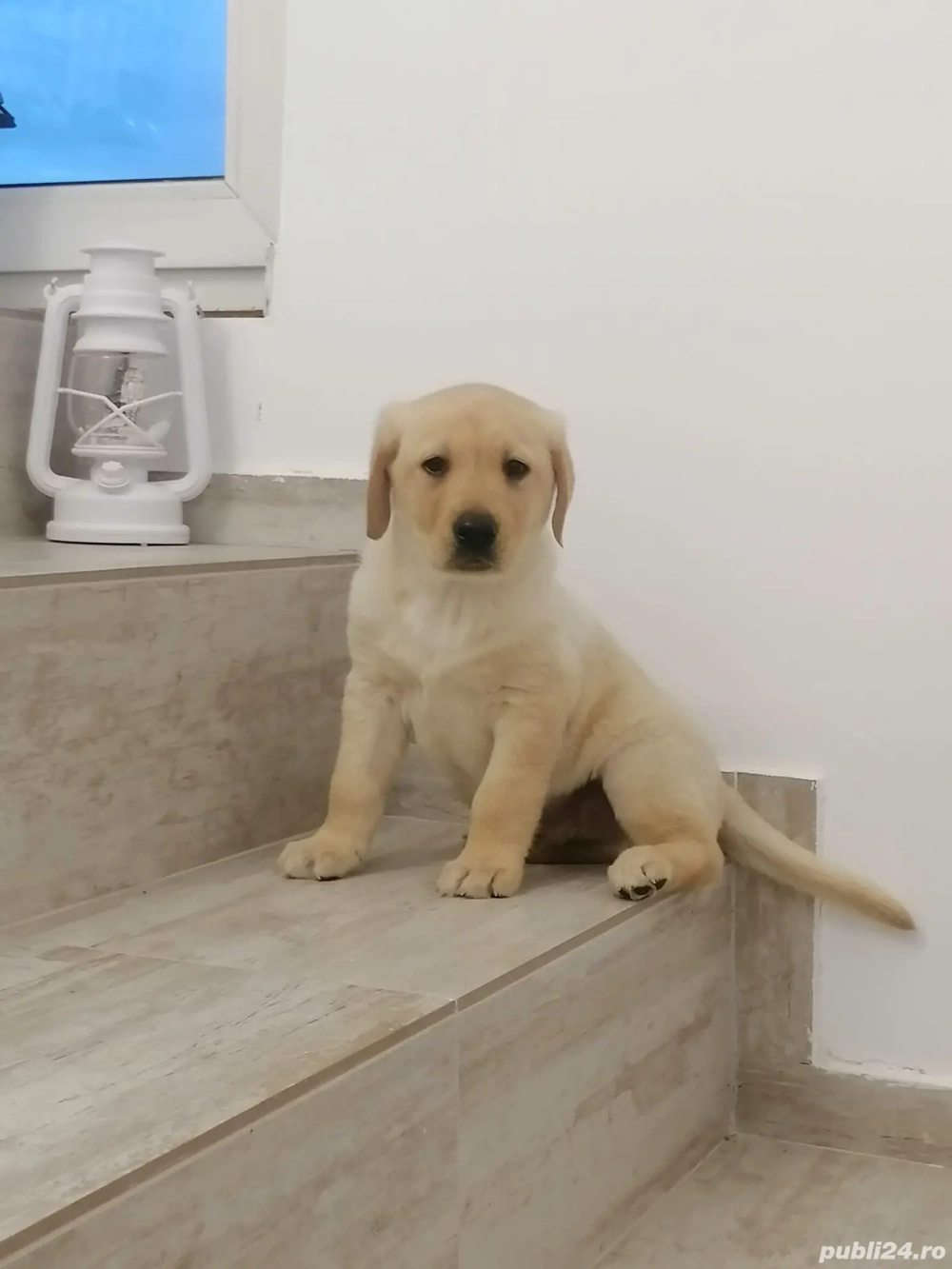 Labrador mascul