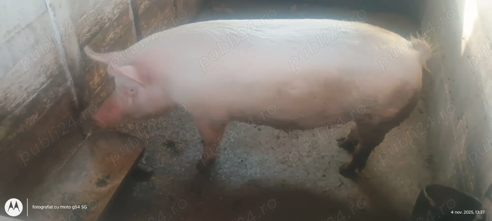 Porc de carne crescut în gospodărie 