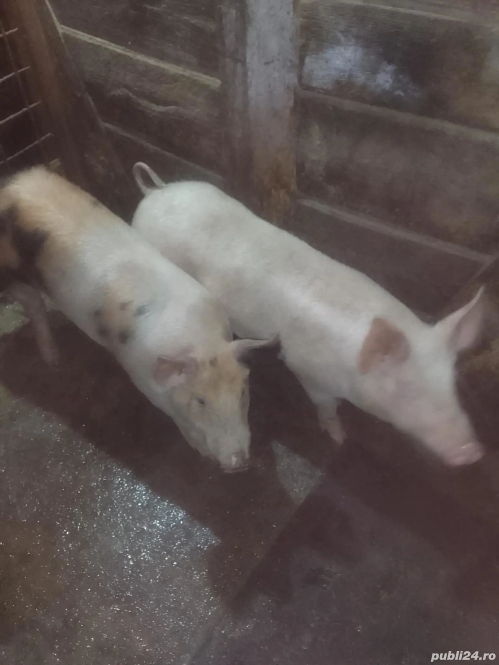 Godini de vânzare 50 60 de kg 