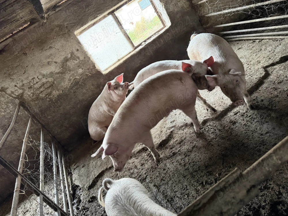 Porci grasi de vanzare