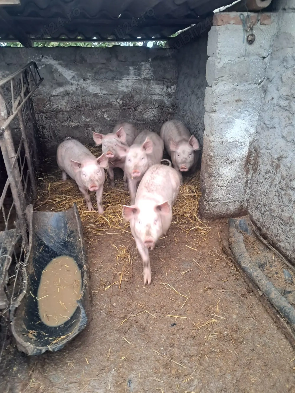 Vând porci și purcei preț 15 lei kg ușor negociabil com Dobrotesti jud teleorman