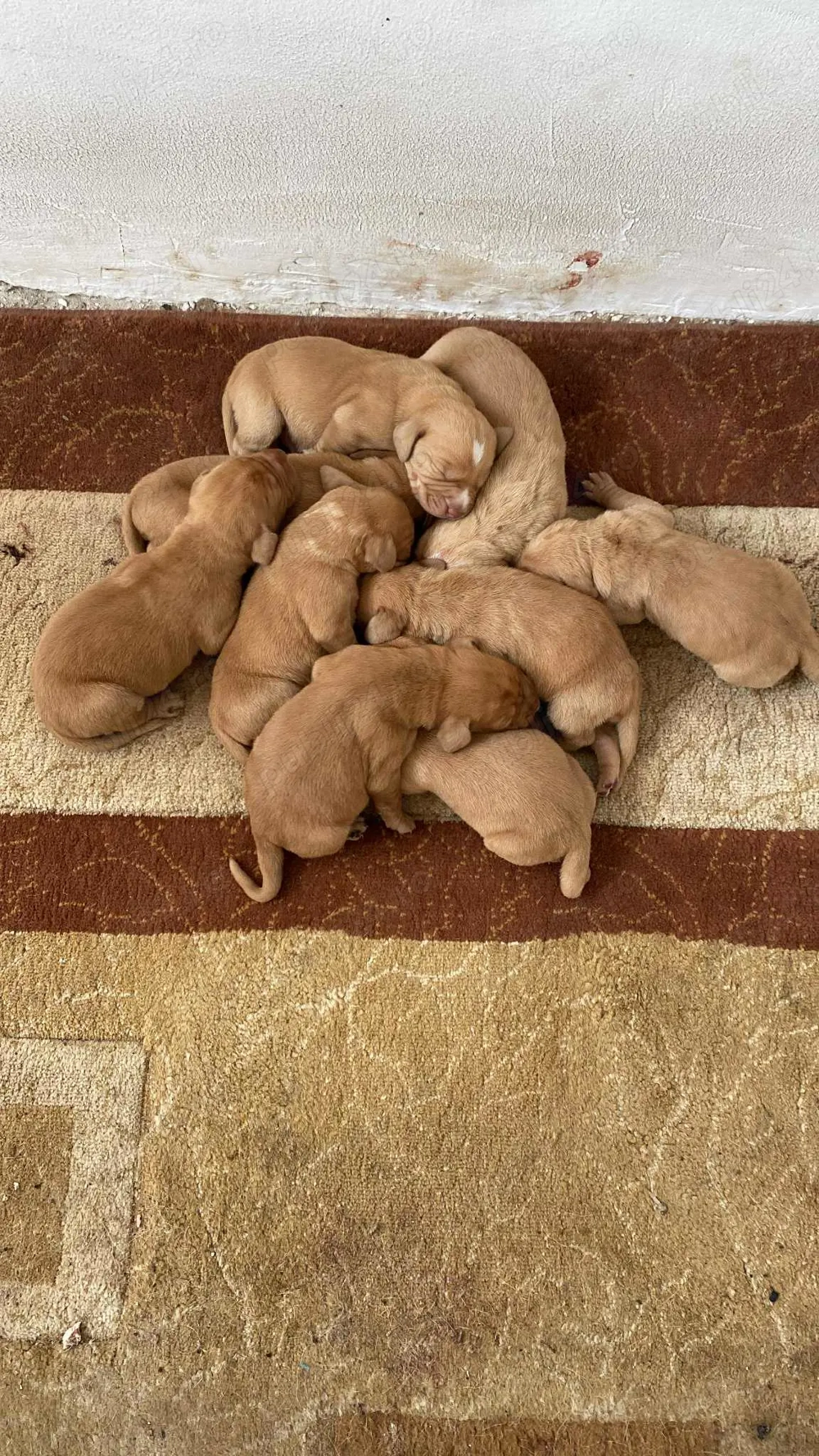 Căței vizsla maghiară 