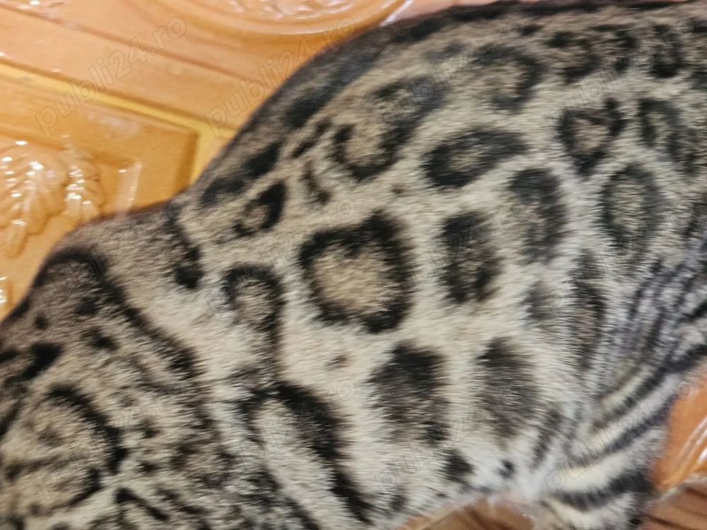 Pisicuta bengaleza matasoasa