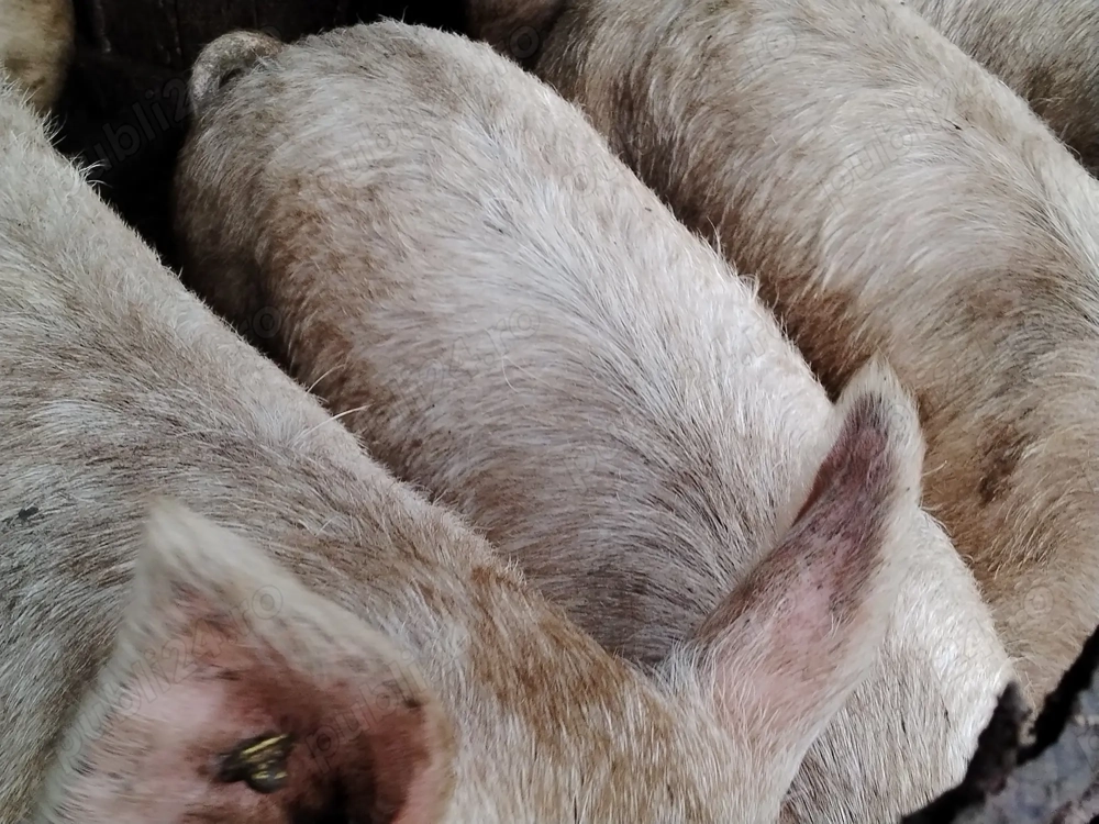 Porci de vânzare 
