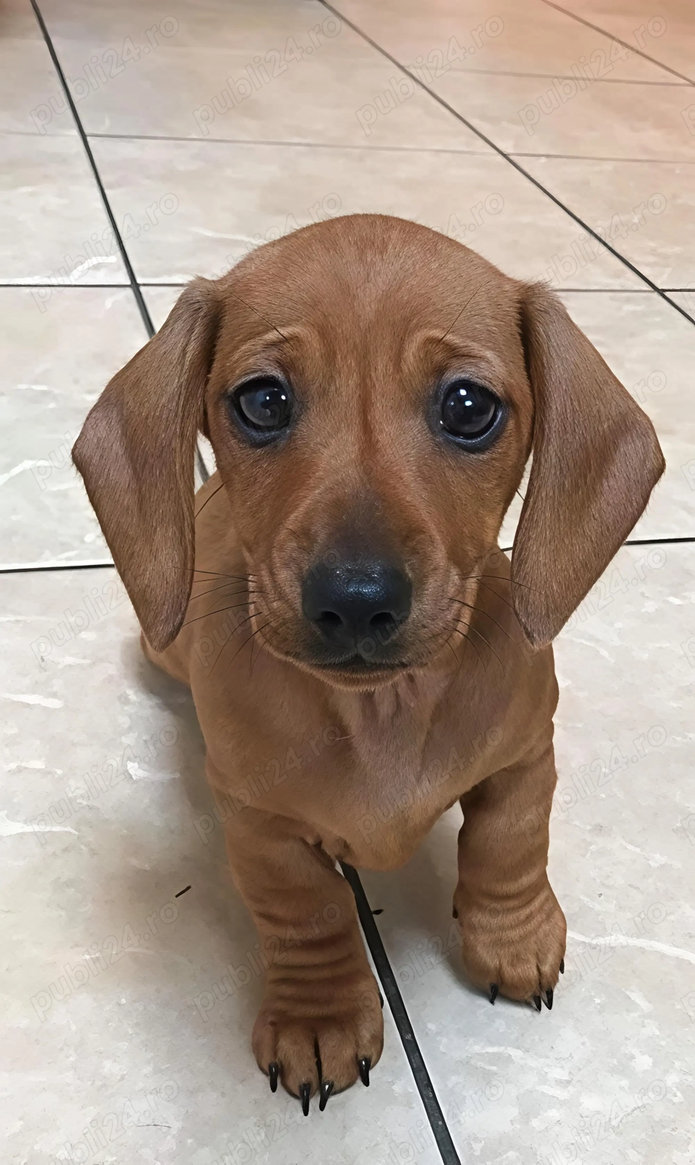 Teckel pitic transport gratuit 