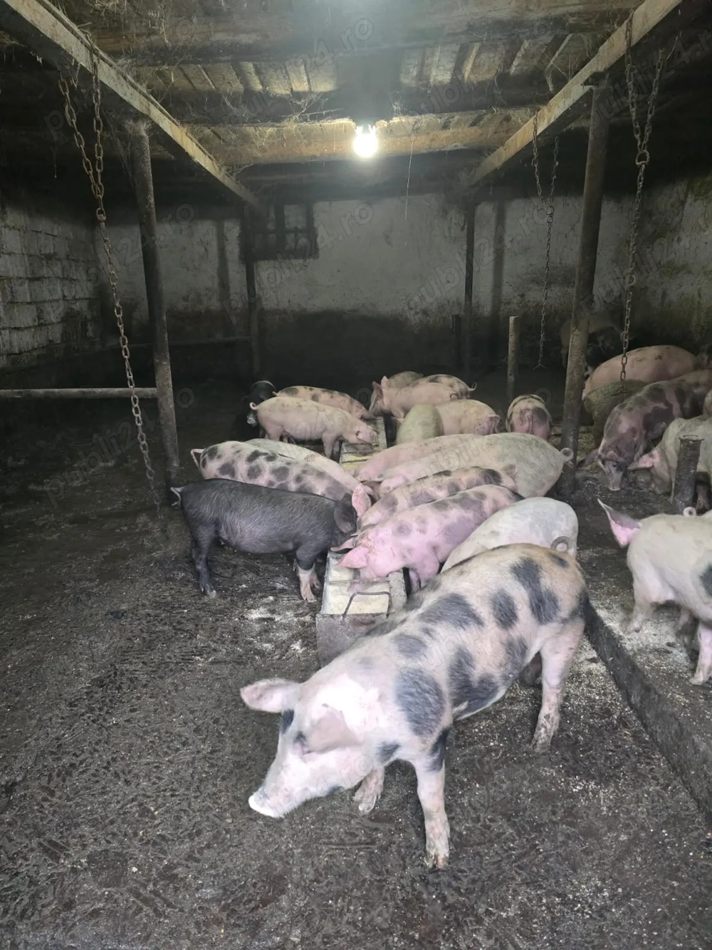 Porci si purcei de casa cu coada 