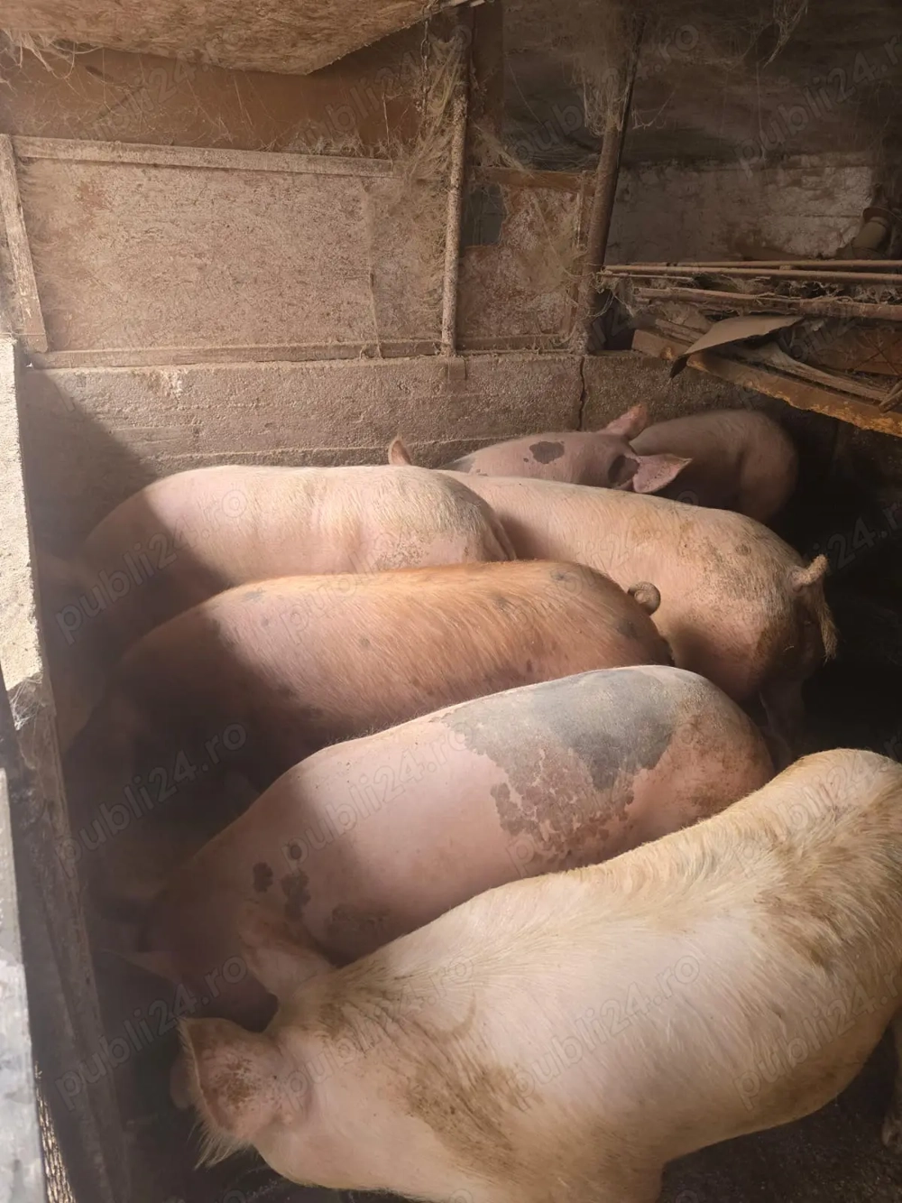 Porci si purcei de casa cu coada 