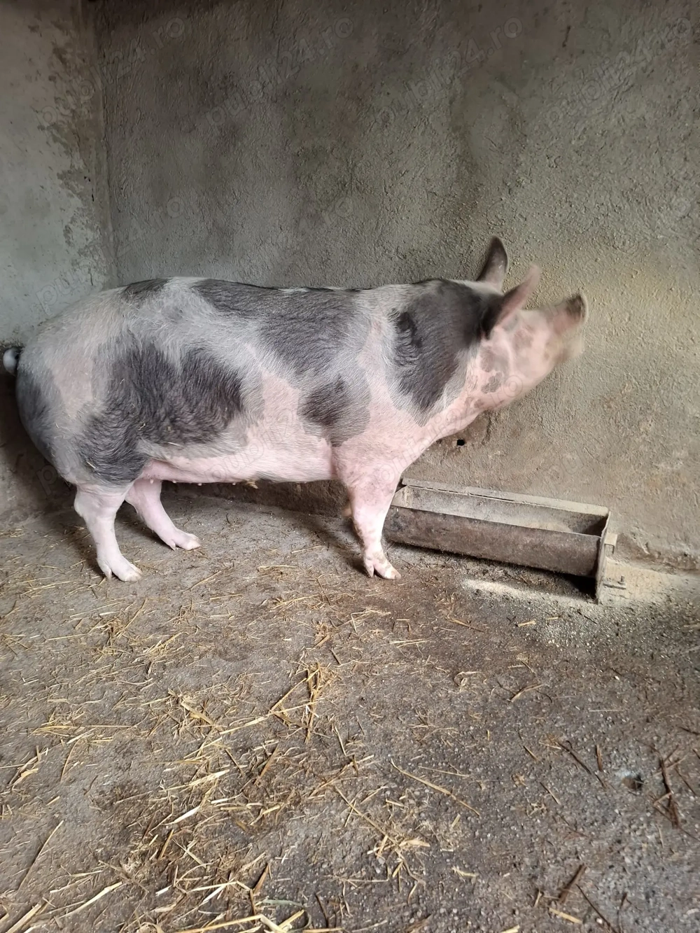 Porci carne de vânzare 