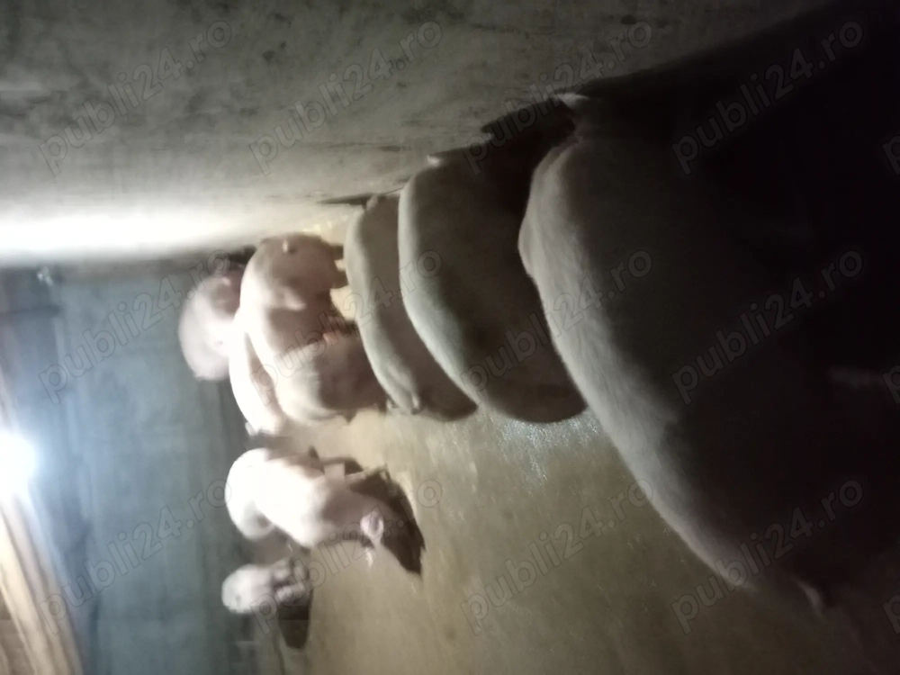 Vând porci super calitate tecuci jud galati 