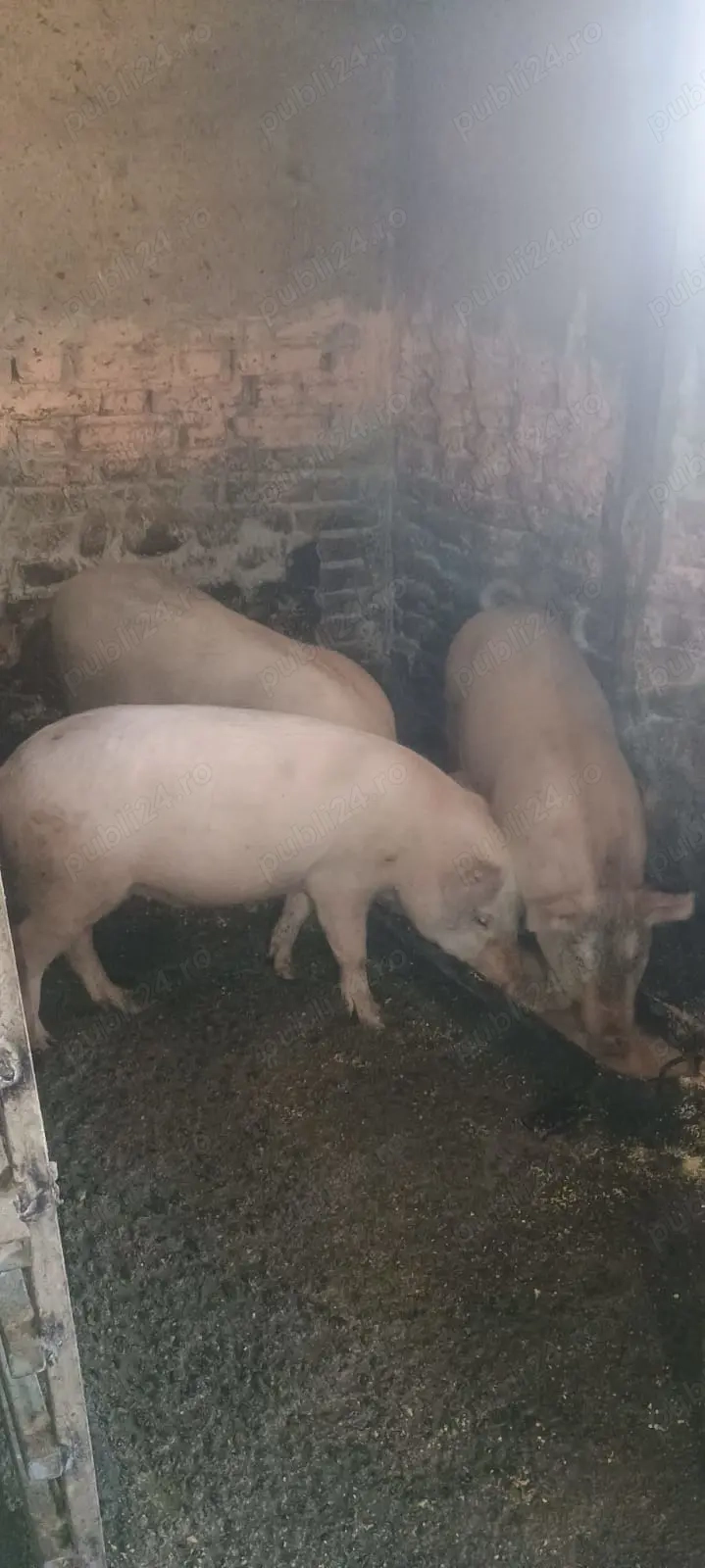  Porci de vânzare! 
