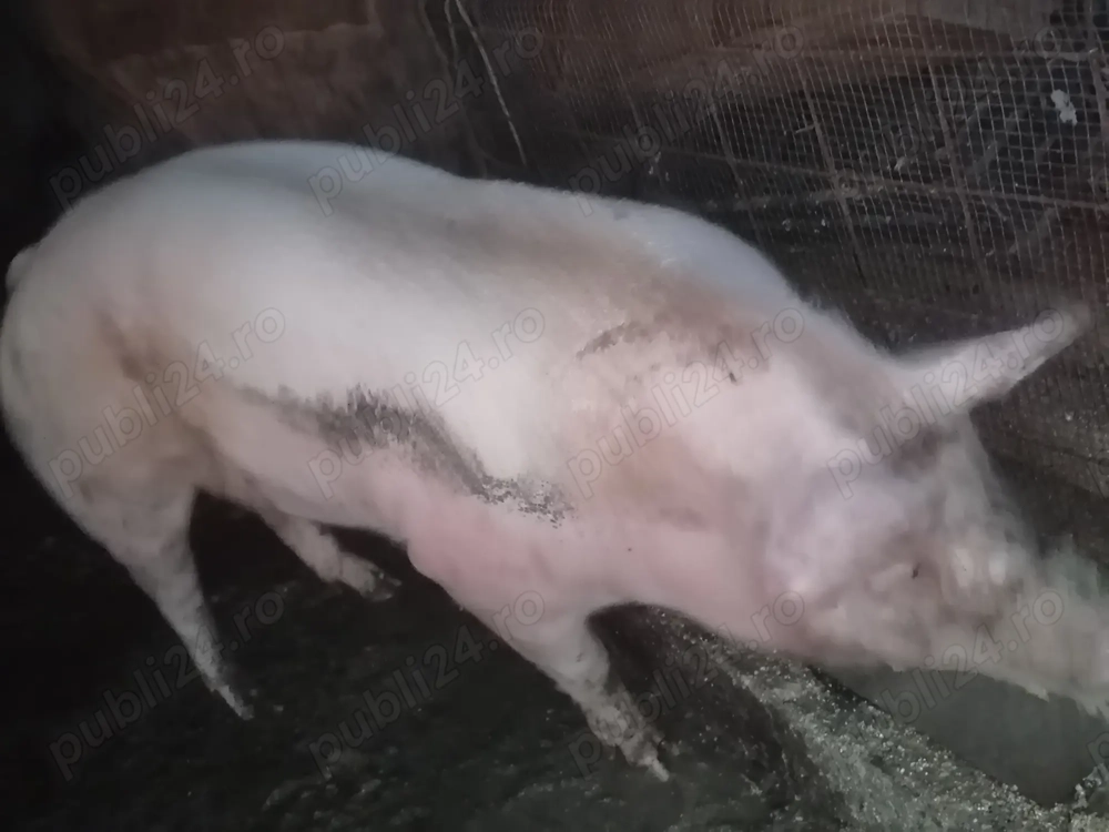 Vând porc de tăiat 