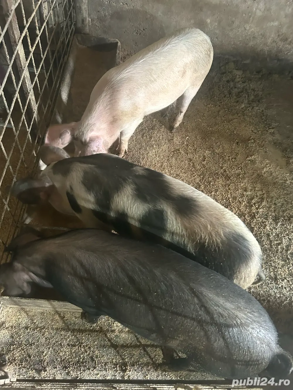 Vand 3 soldani de 80-90kg