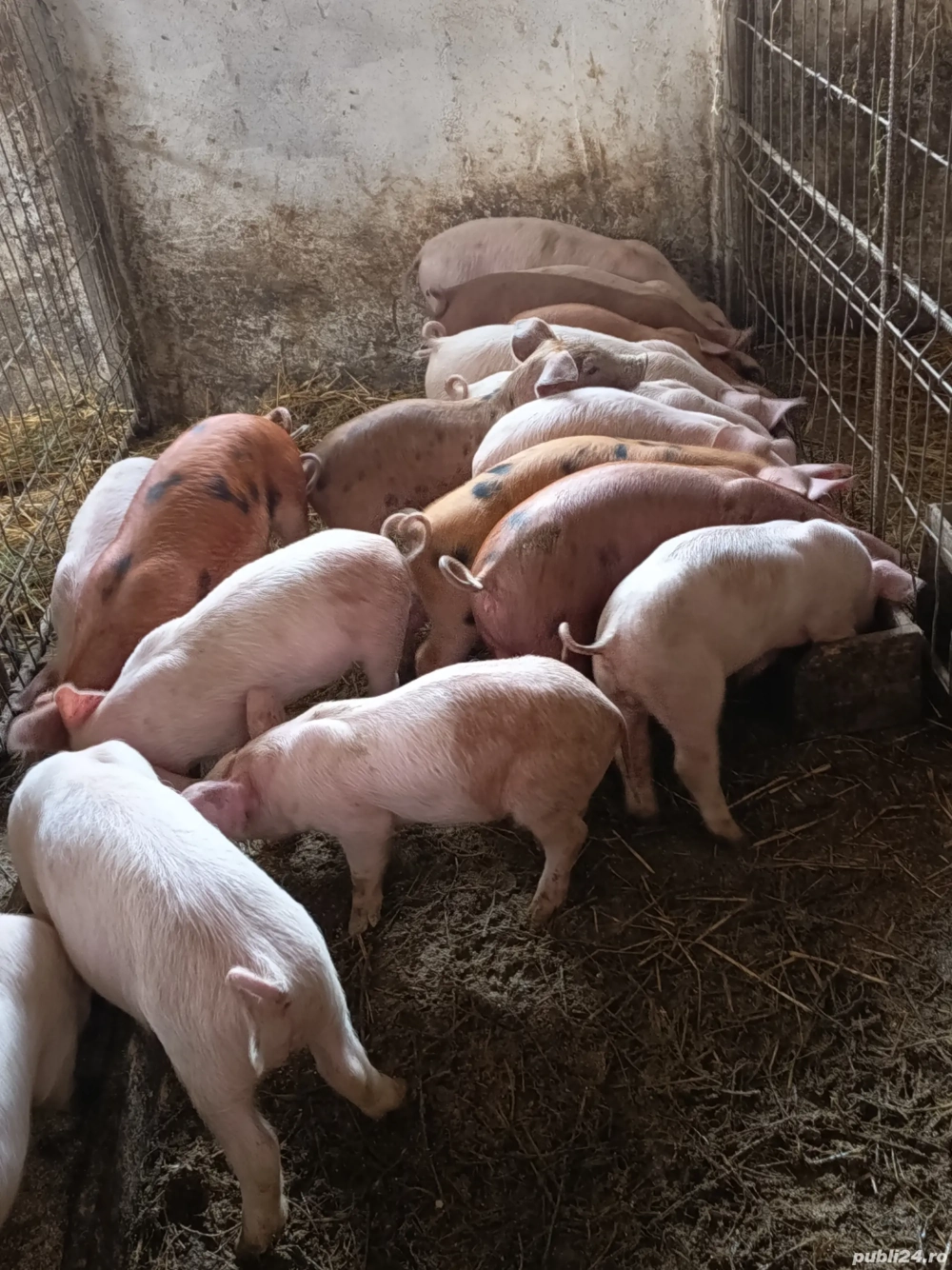 purcelusi de vanzare 